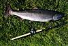 170IMB845_3-First-Salmon.jpg