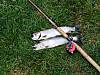 529IMG_0177.JPG