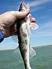 6131_a_fish_004.jpg
