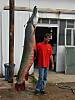 756alligatorgar.jpg