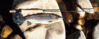 3642wt_stew_rod1.gif