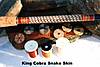 King_Cobra_Skin_001-1.jpg