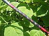 DSCF3995.JPG